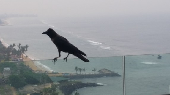 qarga ve hind okeani